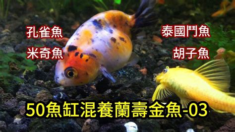 財位可以養鬥魚嗎|【鬥魚 風水】養鬥魚提升運勢？家裡養魚風水大解析